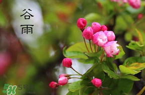 谷雨會(huì)下雨嗎？2017年谷雨會(huì)下雨嗎？