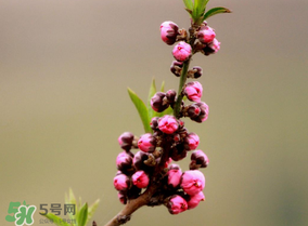 谷雨會(huì)下雨嗎？2017年谷雨會(huì)下雨嗎？