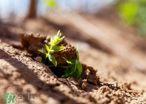 香椿可以扦插嗎？香椿什么時候扦插？