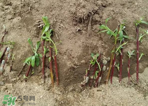 香椿可以扦插嗎？香椿什么時候扦插？