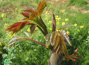 香椿能插活嗎？香椿樹枝能插活嗎？