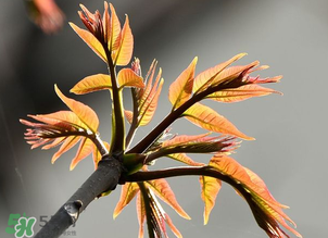 香椿能插活嗎？香椿樹枝能插活嗎？