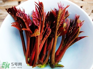 香椿能插活嗎？香椿樹枝能插活嗎？