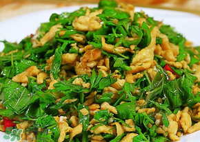 香椿可以生吃嗎？香椿能生吃嗎？