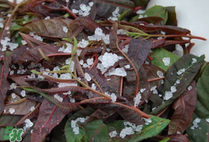 香椿怎么洗？香椿芽怎么洗干凈？