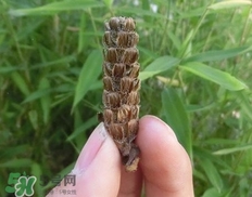 夏枯草的營(yíng)養(yǎng)價(jià)值_夏枯草的功效與作用及食用方法