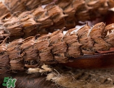 夏枯草的營(yíng)養(yǎng)價(jià)值_夏枯草的功效與作用及食用方法