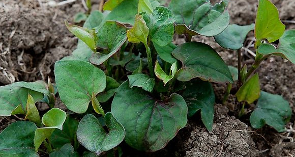 魚腥草根和葉哪個好？魚腥草根好還是葉子好