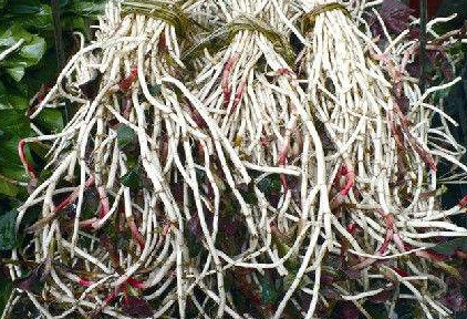 魚腥草根和葉哪個好？魚腥草根好還是葉子好