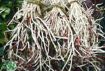 魚腥草根怎么吃？魚腥草根怎么做好吃