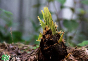 竹筍什么時候發(fā)芽？竹筍多長時間破土而出？