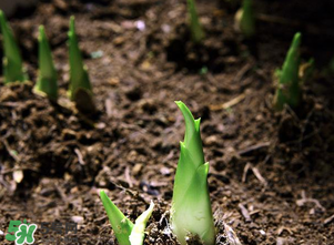 竹筍什么時候發(fā)芽？竹筍多長時間破土而出？