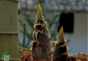 竹筍什么時候發(fā)芽？竹筍多長時間破土而出？