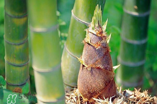 竹筍是竹子嗎？竹筍和竹子的關(guān)系