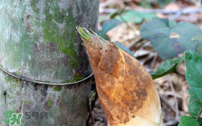 竹筍是竹子嗎？竹筍和竹子的關(guān)系
