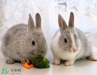 孕婦能吃兔頭嗎？孕婦能不能吃兔頭？