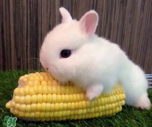 孕婦能吃兔頭嗎？孕婦能不能吃兔頭？