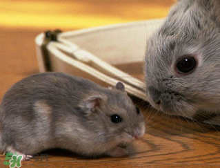 孕婦能吃兔頭嗎？孕婦能不能吃兔頭？