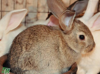 孕婦能吃兔子肉嗎？孕婦可以吃兔子肉嗎？