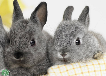 孕婦能吃兔子肉嗎？孕婦可以吃兔子肉嗎？