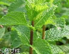 留蘭香的營(yíng)養(yǎng)價(jià)值_留蘭香的功效與作用及食用方法 留蘭香的營(yíng)養(yǎng)價(jià)值_留蘭香的功效與作用及食用方法