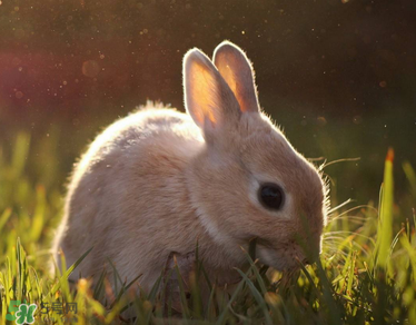 孕婦吃兔肉寶寶真的會長兔唇嗎？孕婦吃兔子肉會得兔唇嗎？