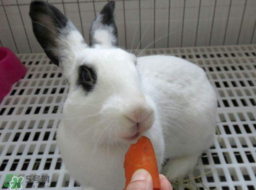 孕婦吃兔肉寶寶真的會長兔唇嗎？孕婦吃兔子肉會得兔唇嗎？