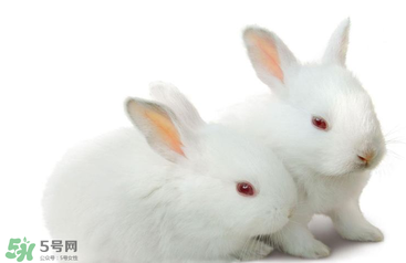 孕婦吃兔肉寶寶真的會長兔唇嗎？孕婦吃兔子肉會得兔唇嗎？