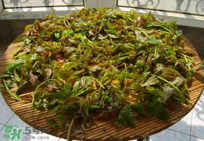 香椿很貴嗎？香椿為什么那么貴？