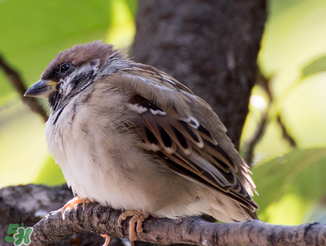 孕婦可以吃麻雀肉嗎？孕婦能吃麻雀肉嗎？