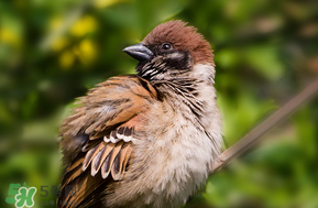 孕婦可以吃麻雀肉嗎？孕婦能吃麻雀肉嗎？