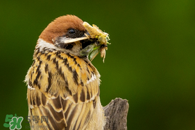 孕婦可以吃麻雀肉嗎？孕婦能吃麻雀肉嗎？