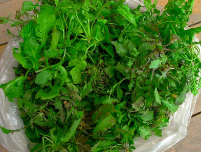 吃地菜有什么好處？地菜有什么功效