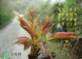 香椿臭嗎？香椿為什么那么臭？