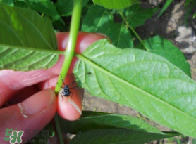 香椿臭嗎？香椿為什么那么臭？