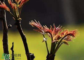 香椿臭嗎？香椿為什么那么臭？