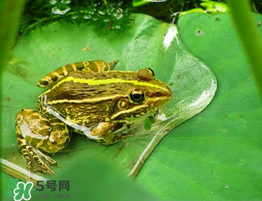 孕婦能吃青蛙嗎？孕婦可以吃青蛙嗎？