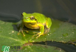 孕婦能吃青蛙嗎？孕婦可以吃青蛙嗎？