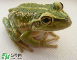 孕婦能吃青蛙嗎？孕婦可以吃青蛙嗎？