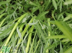 藜蒿的營養(yǎng)價值_藜蒿的功效與作用及食用方法 藜蒿的營養(yǎng)價值_藜蒿的功效與作用及食用方法