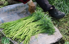 藜蒿的營養(yǎng)價值_藜蒿的功效與作用及食用方法 藜蒿的營養(yǎng)價值_藜蒿的功效與作用及食用方法