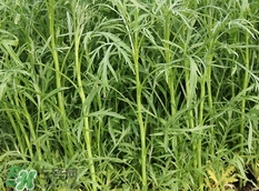 藜蒿的營養(yǎng)價值_藜蒿的功效與作用及食用方法 藜蒿的營養(yǎng)價值_藜蒿的功效與作用及食用方法