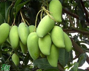 孕婦能吃青芒果嗎？孕婦可以吃青芒果嗎？