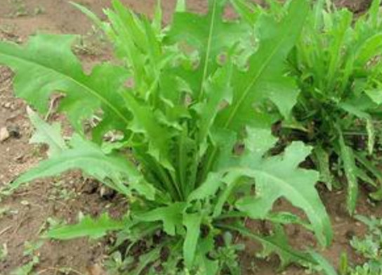 苦苦菜是什么菜？苦苦菜是苦苣嗎