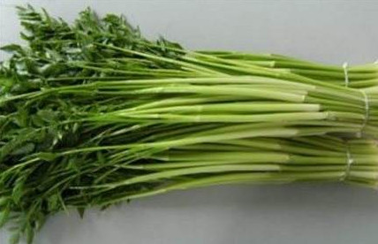 水芹菜是什么菜？水芹菜是野芹菜嗎