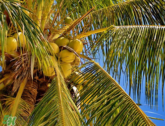 椰青喝完后椰肉怎么吃？椰青里面的肉可以吃嗎？