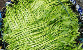 水芹菜和芹菜一樣嗎？水芹菜和芹菜的區(qū)別