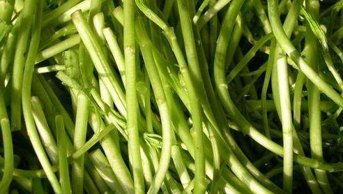 藜蒿葉子為什么不能吃？藜蒿葉子為什么不可以吃