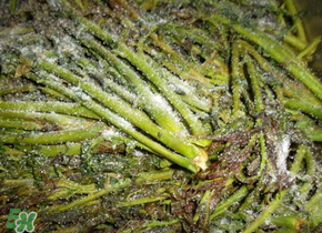 腌制的香椿能放多久？怎樣腌香椿放的時(shí)間長(zhǎng)？