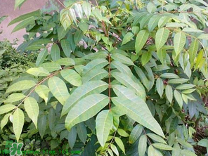 腌制的香椿能放多久？怎樣腌香椿放的時(shí)間長(zhǎng)？